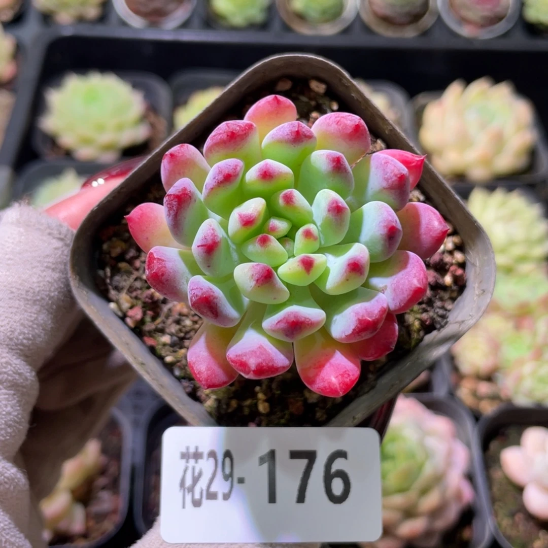 花利美29-176蓝苹果