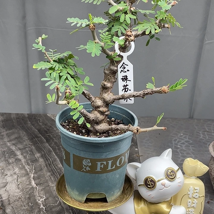 念珠苏木中场7折福利