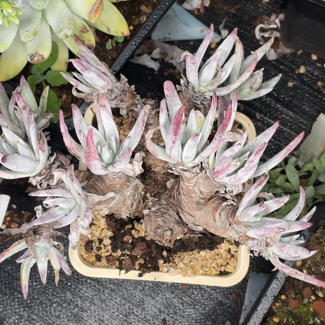 花*?不售后特价老桩多头