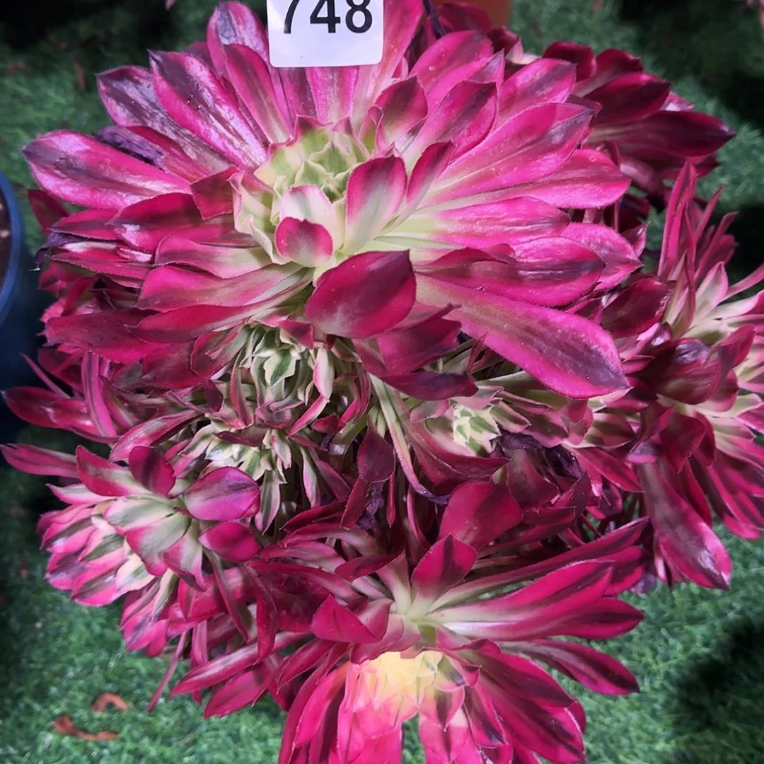 多肉植物天河748