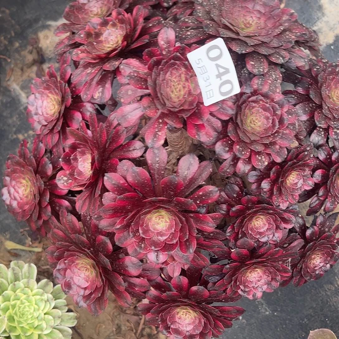 5.31.40美姬多肉植物1