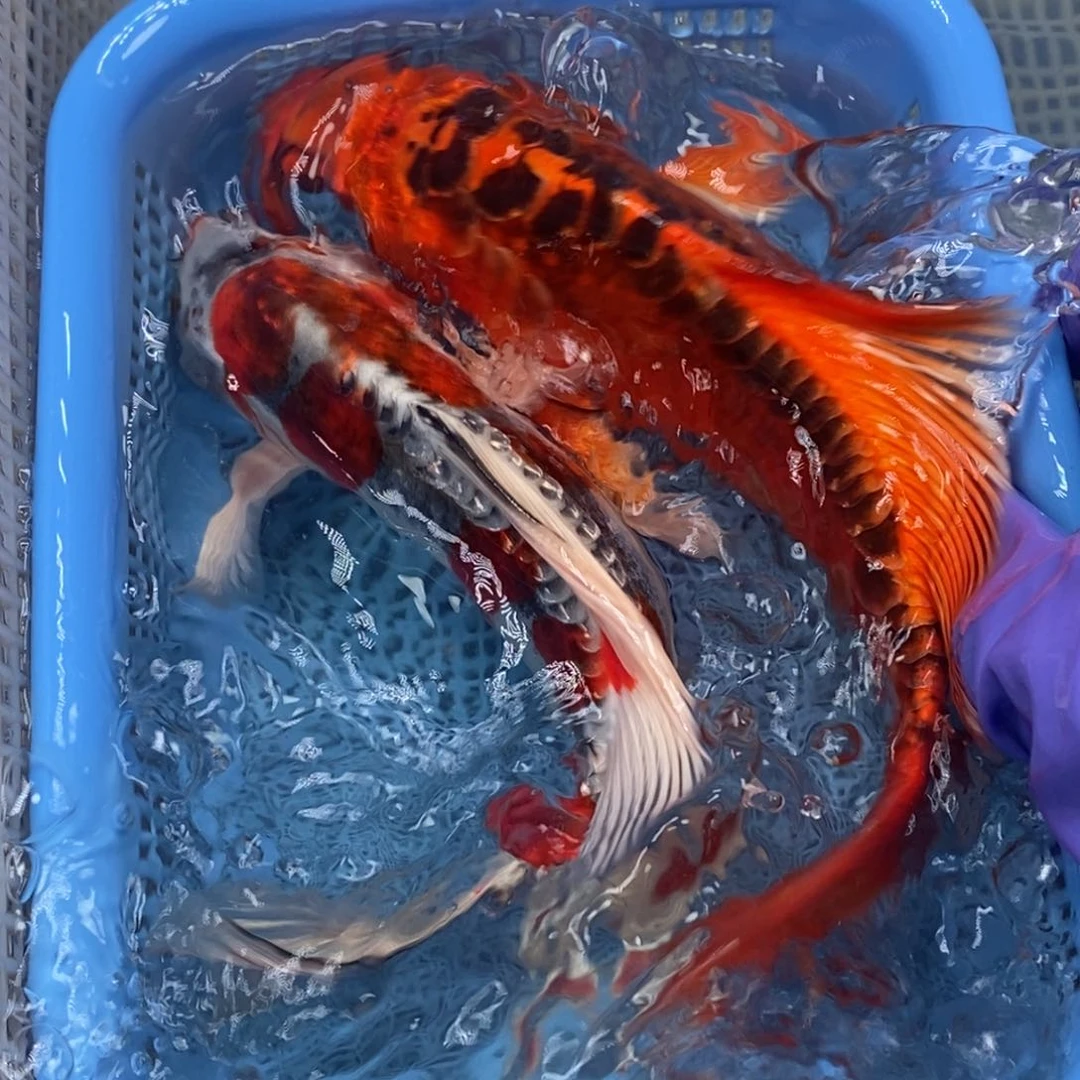 锦鲤冷水锦鲤包邮
