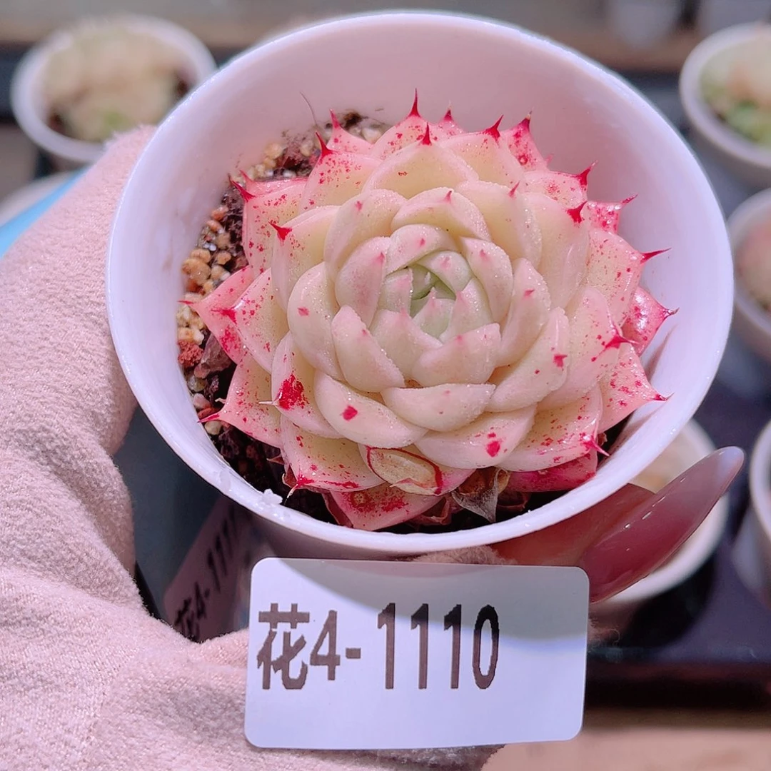 花利美4-1110麦秆 叶伤