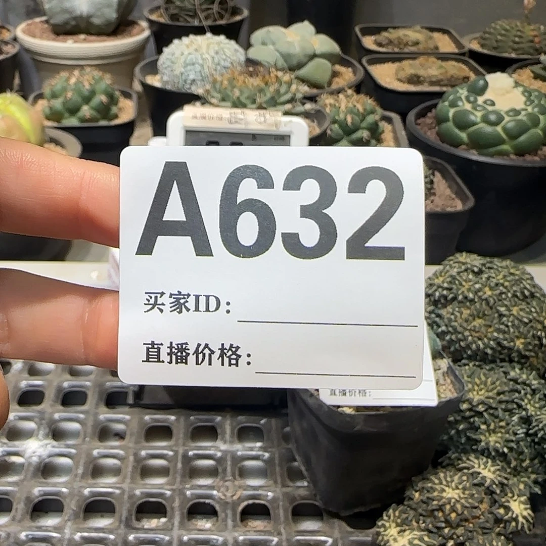 凉***开实生仙人球特价一颗