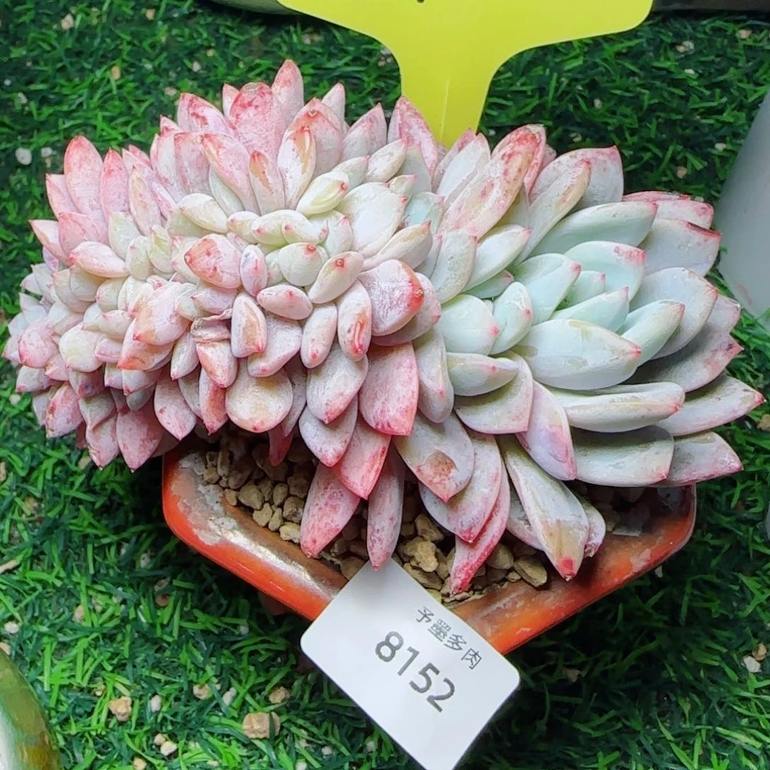 星影缀化，8152多肉