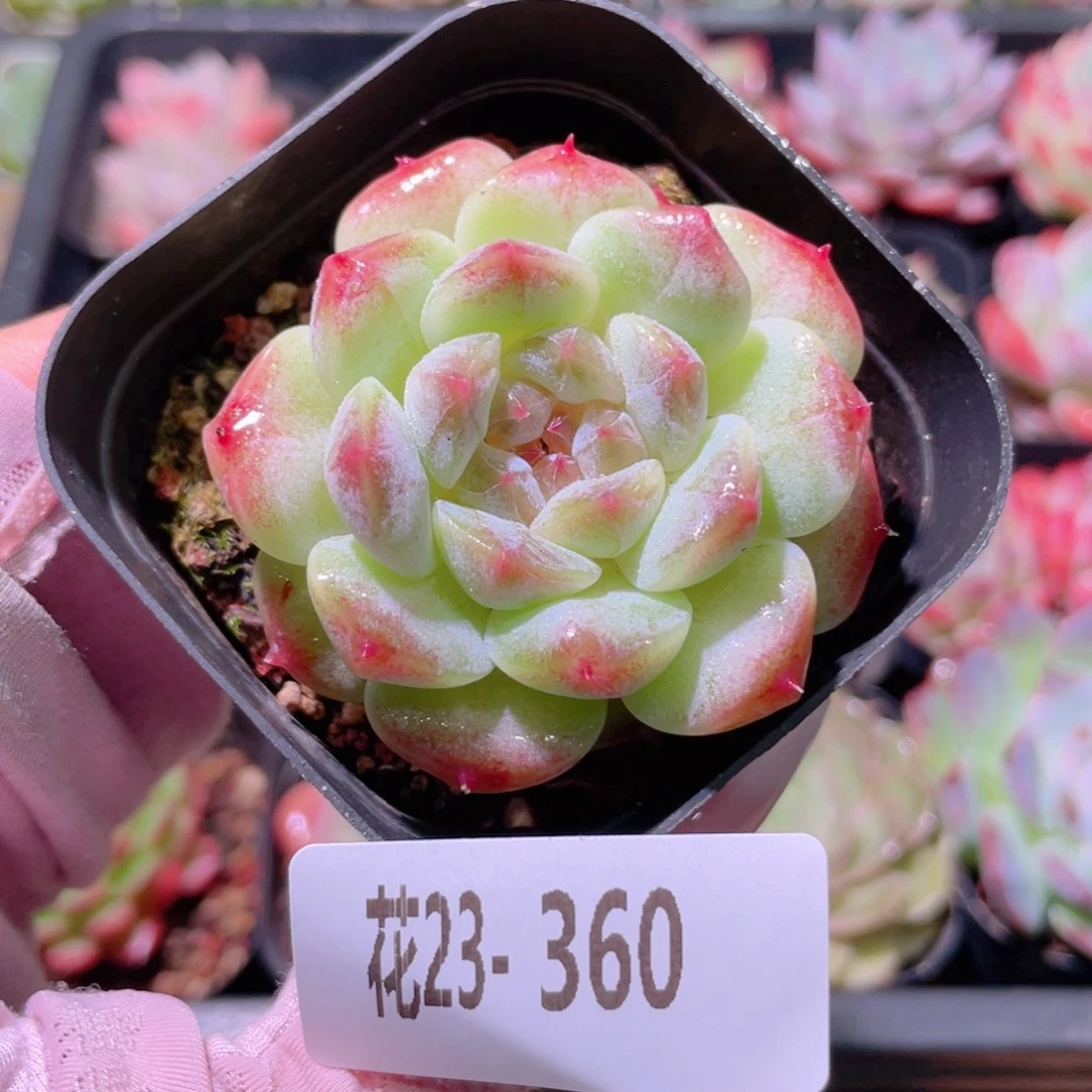 花利美23-360秘境冰魄