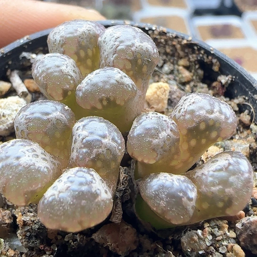 哈哈哈哈哈哈哈46099