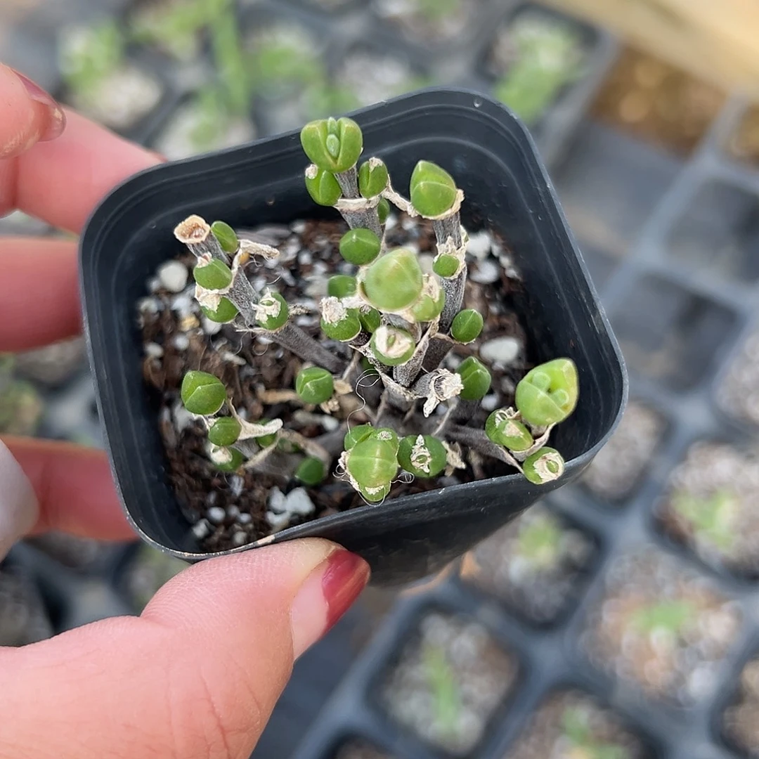 多肉植物多肉植物