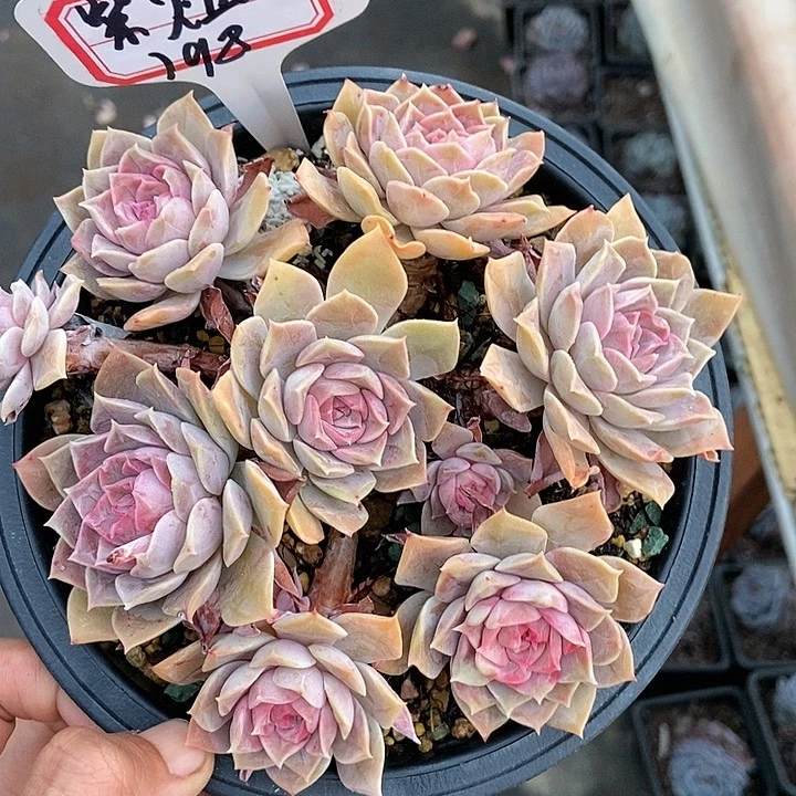 嘎*多肉植物一物一拍