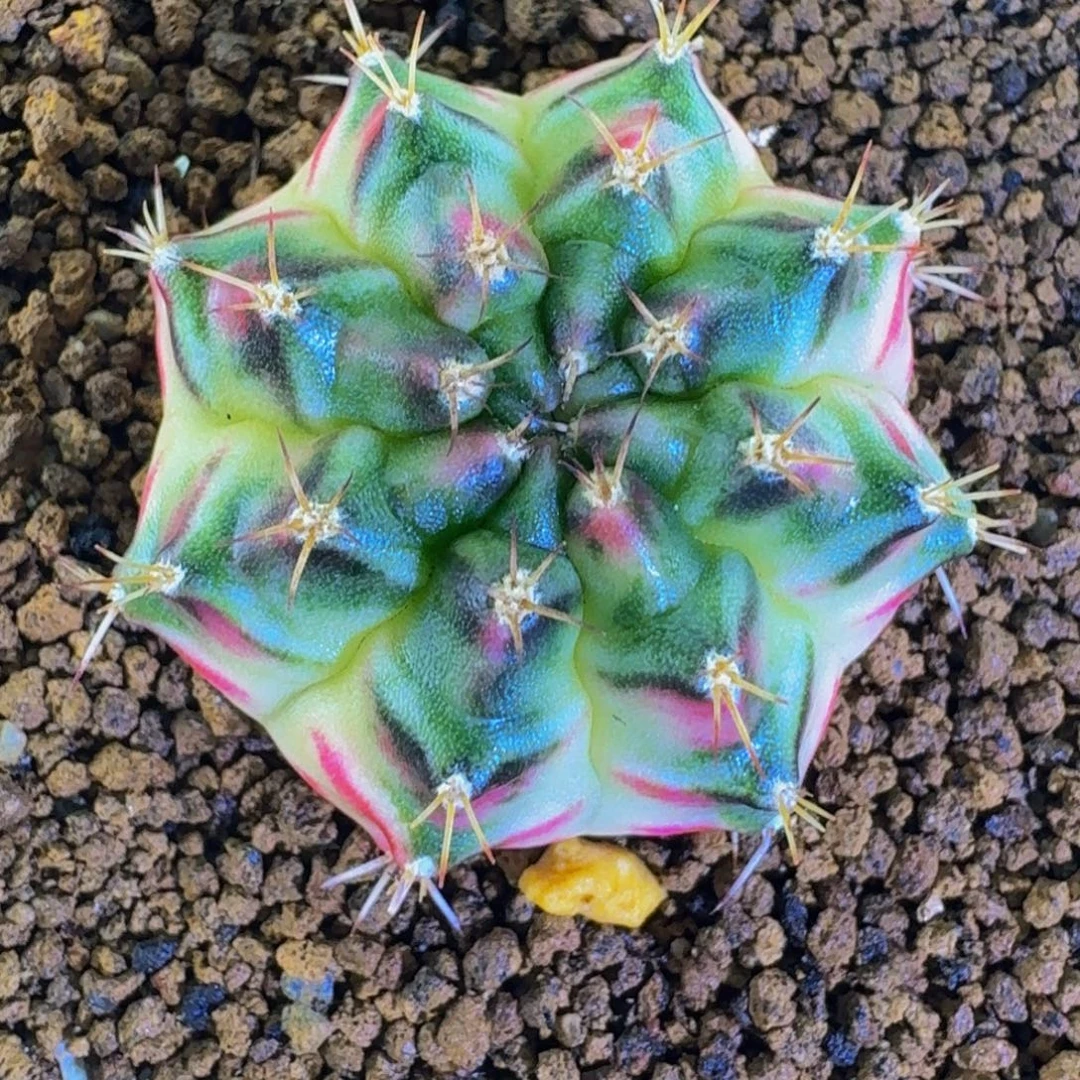 桃太狼后侧000000000103