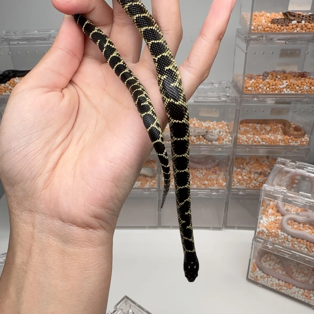 直播间专拍 沙漠王弟弟