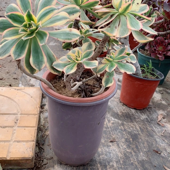 935灿烂多肉一物一拍～