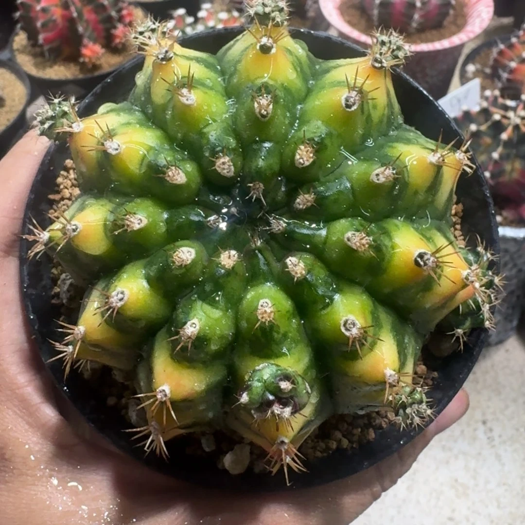 泰球好看米哈锦4号