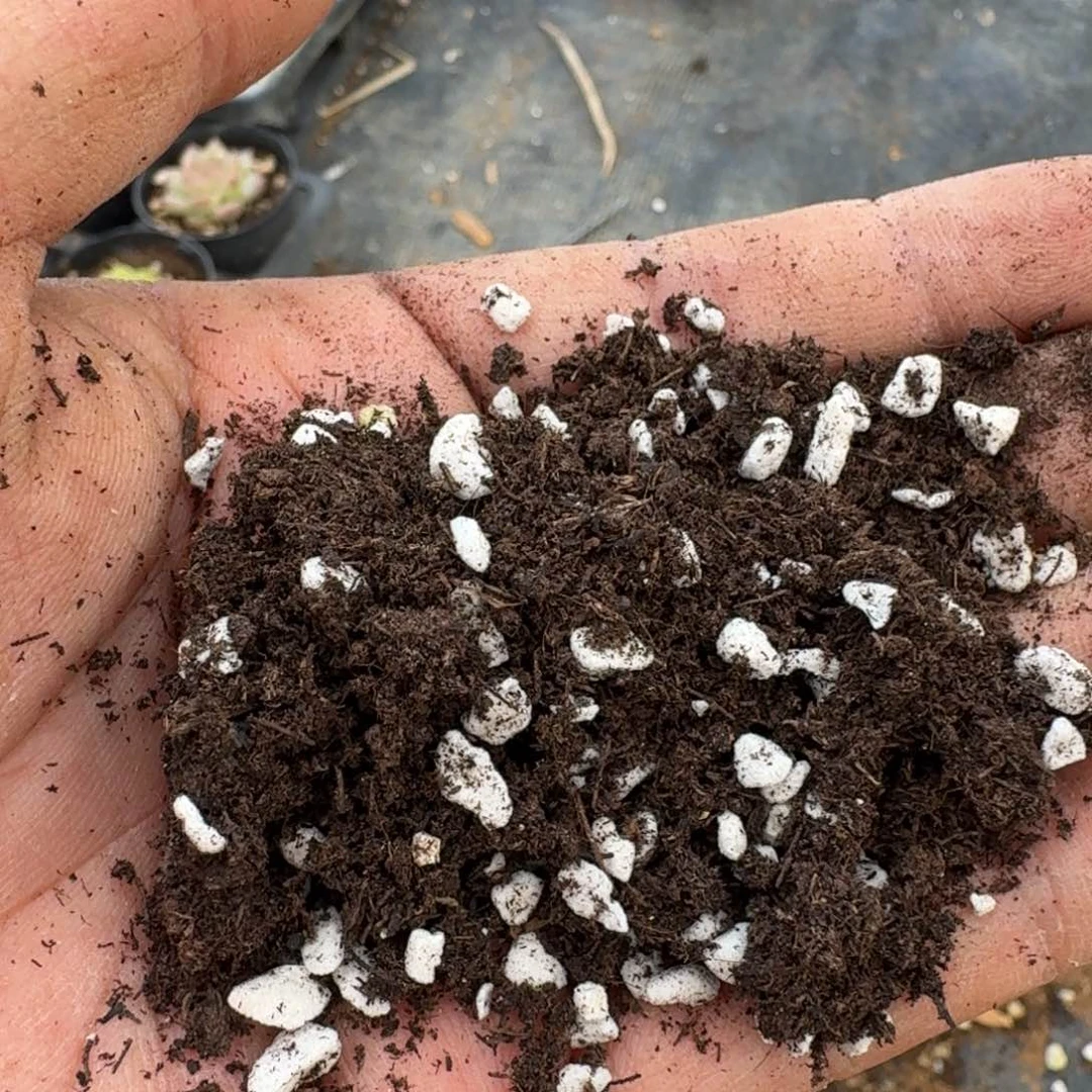 带珍珠盐的土10l量拍