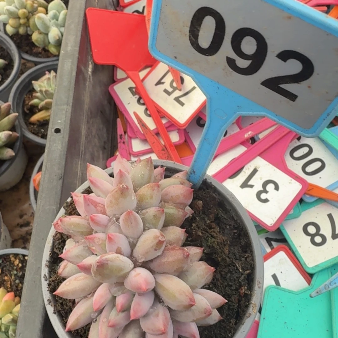 多肉植物虞美人092