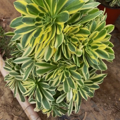 绿羊绒锦多肉346多肉