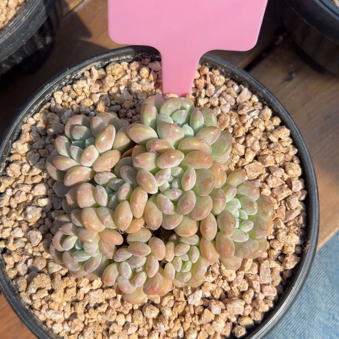 冰桃1111111111111111