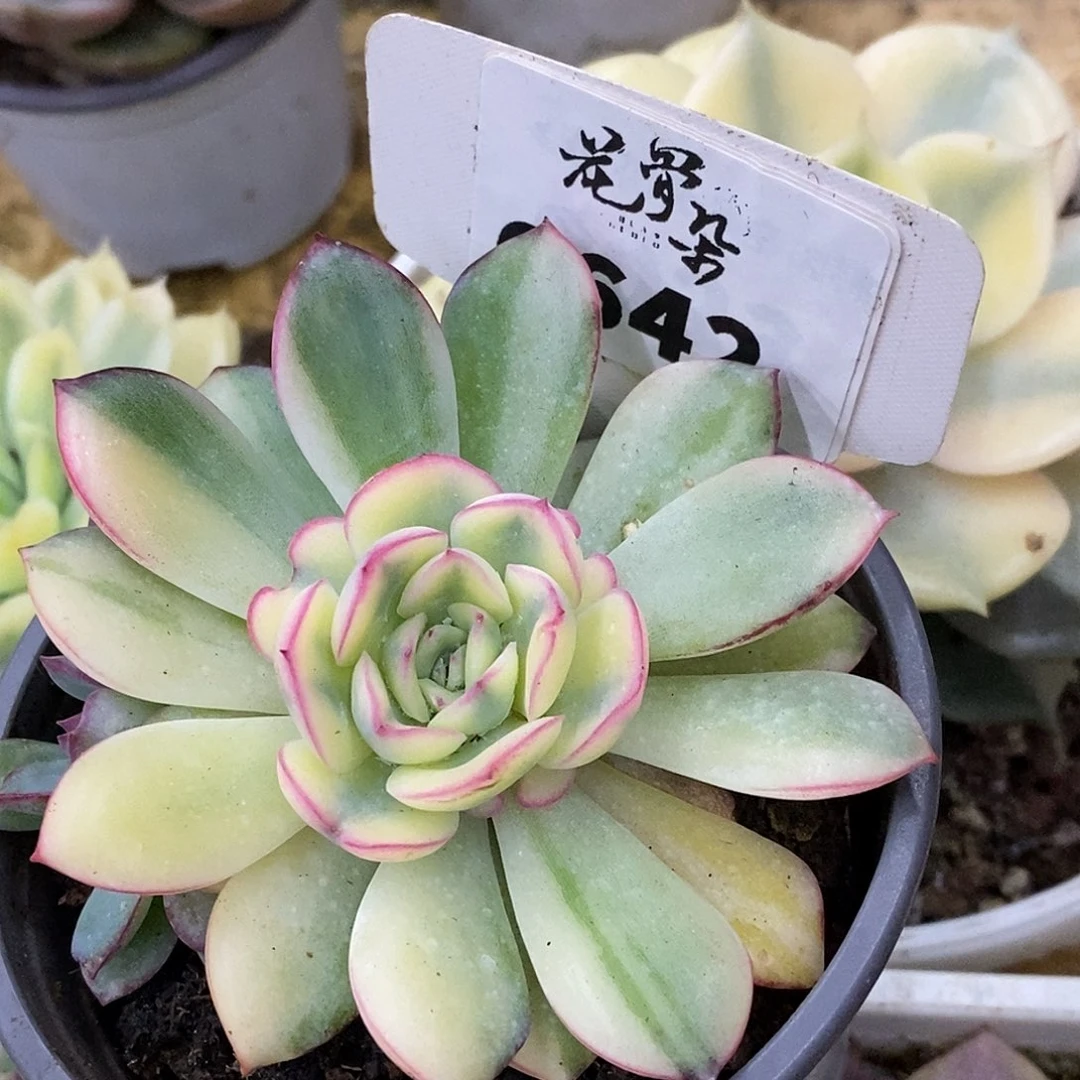 642雨燕座哈哈哈哈哈