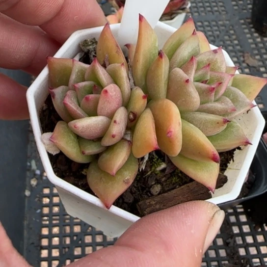 114蔷薇 一物一拍多肉