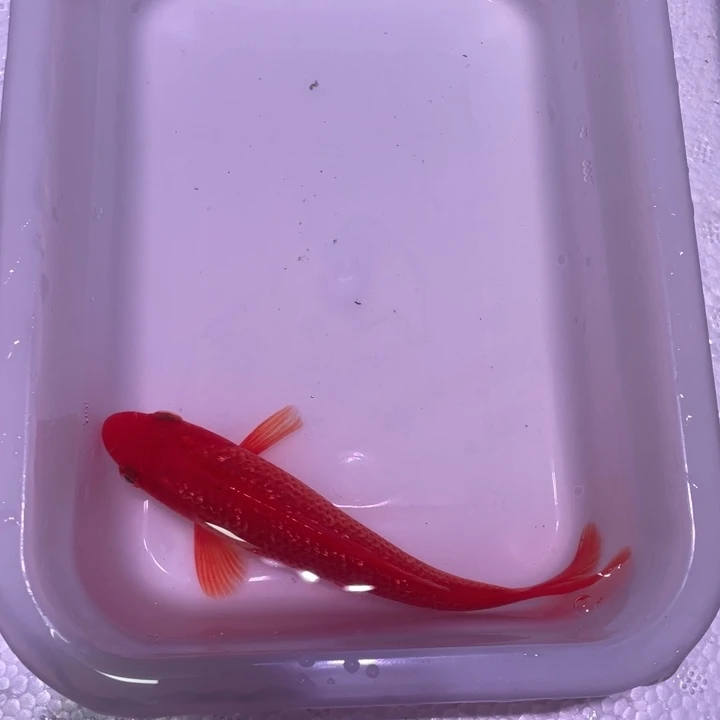 锦鲤闪鳞火鲤13号