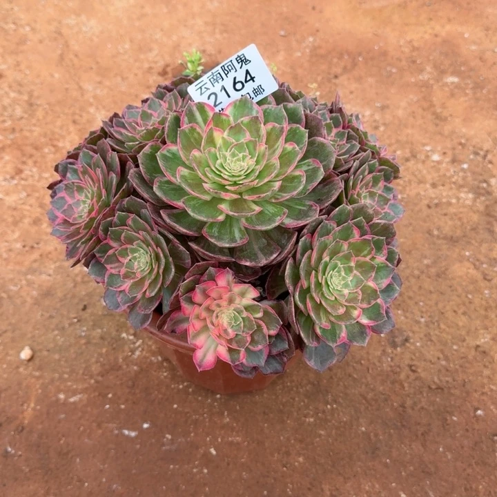 2164号万花筒啊啊啊