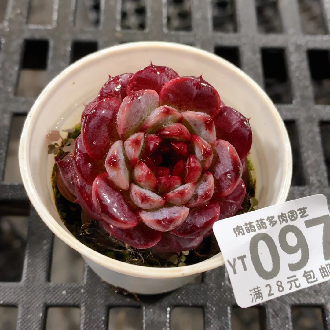 肉萌萌拇指盆精控多肉YT097