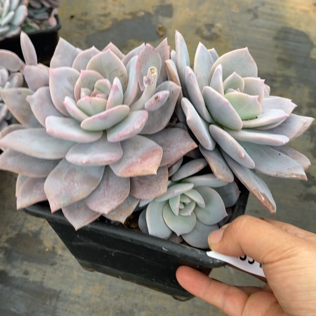 2391红茶一物一拍
