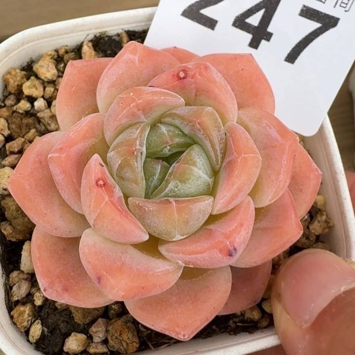 太妃糖  开播福利多肉植物