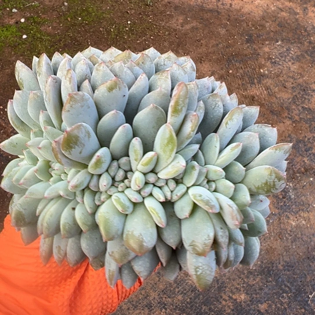 初***念日龙哦哟哦哟莫莫