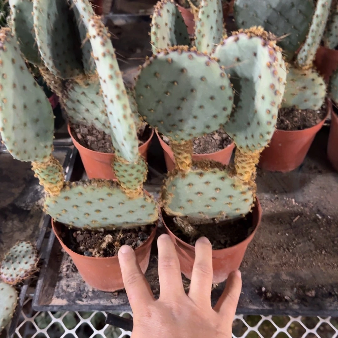 世***常可口可乐了可口可乐