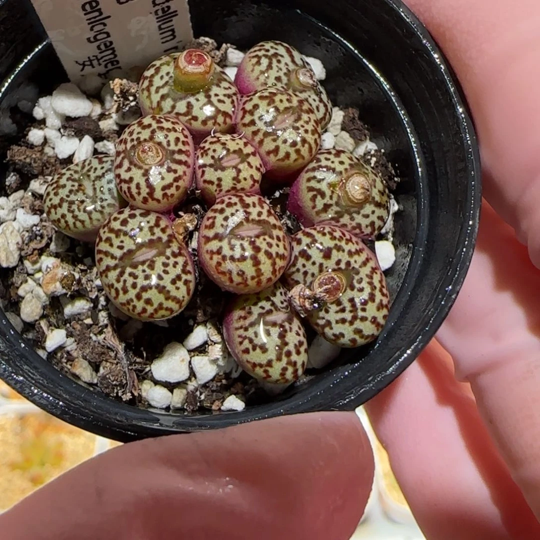 肉锥多肉植物百科-1280