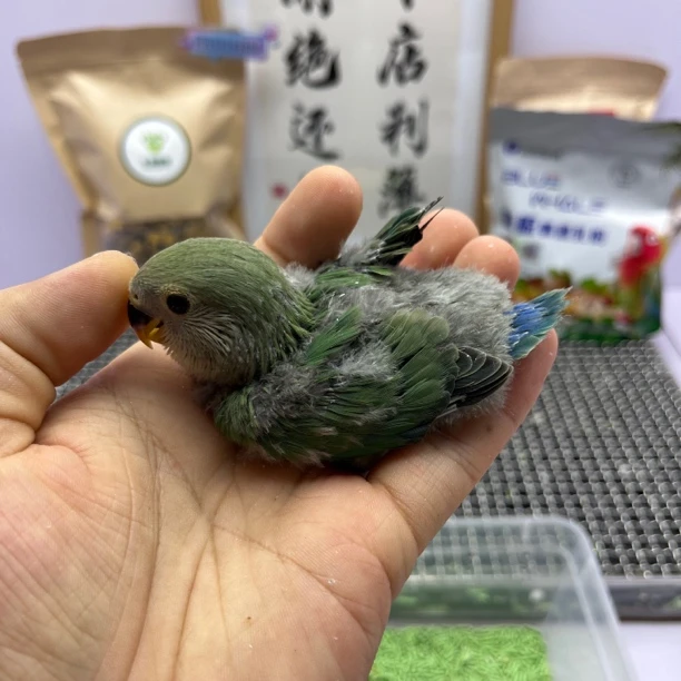 鹦鹉-精品绿底绿金顶母I07022