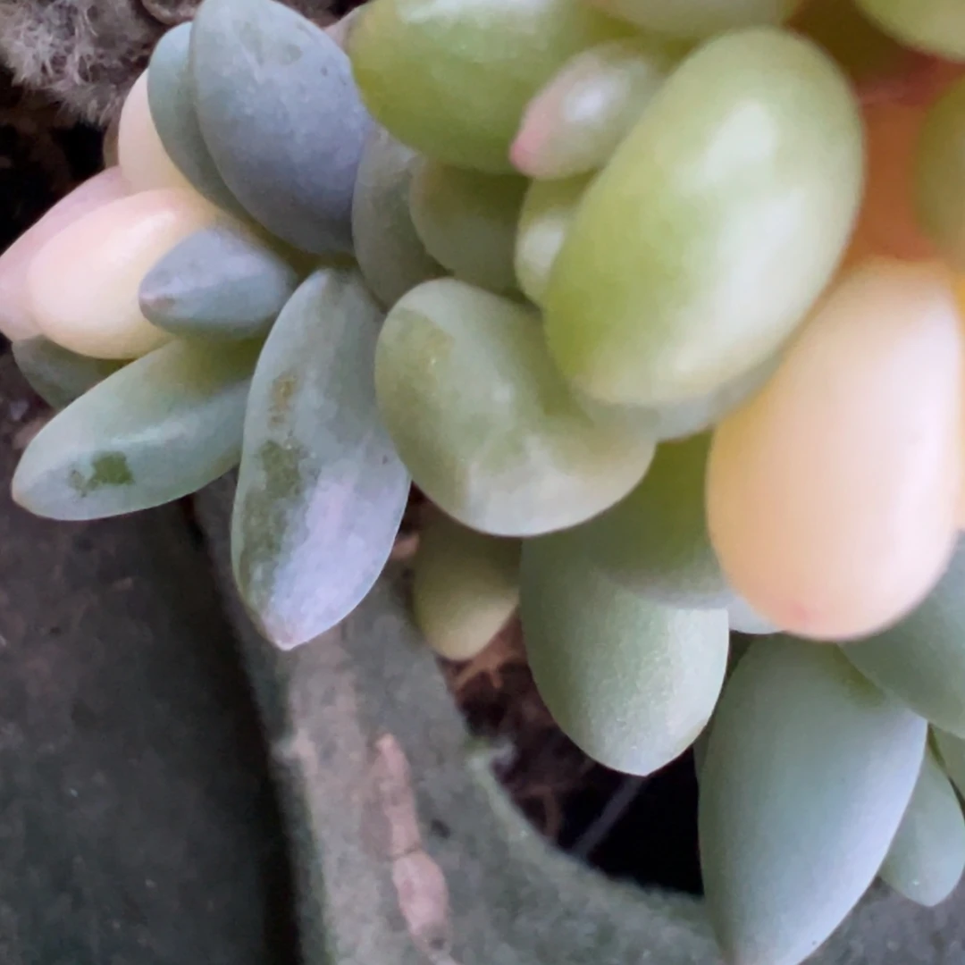 那***光奶酪锦，变异小侧头