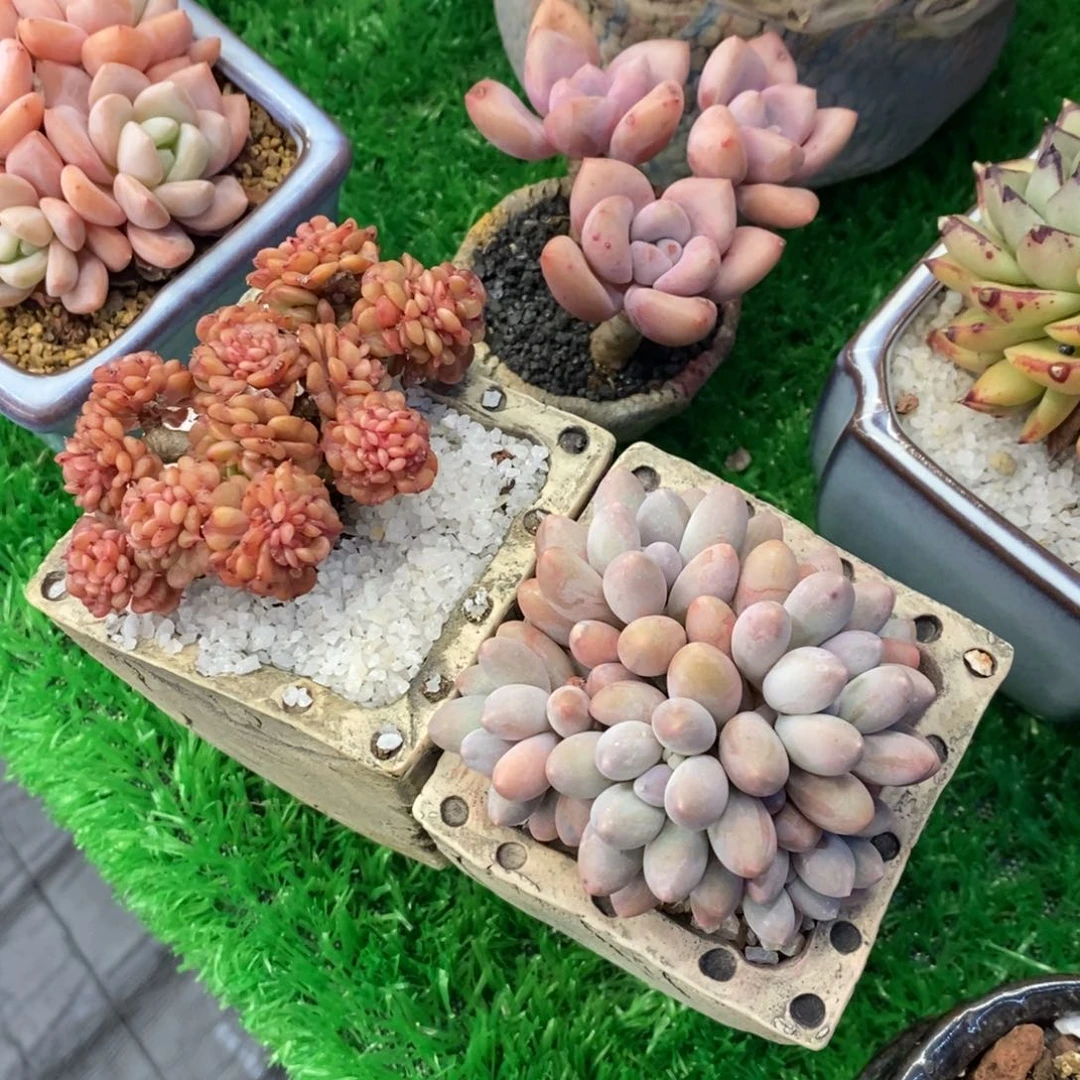 G*GX两颗组多肉植物