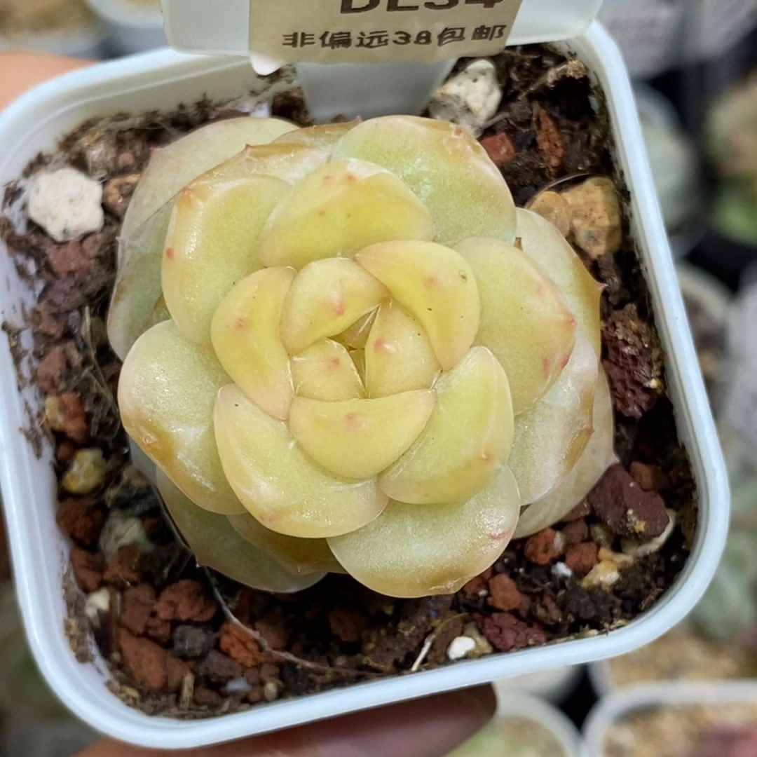 34东篱下多肉植物盆栽