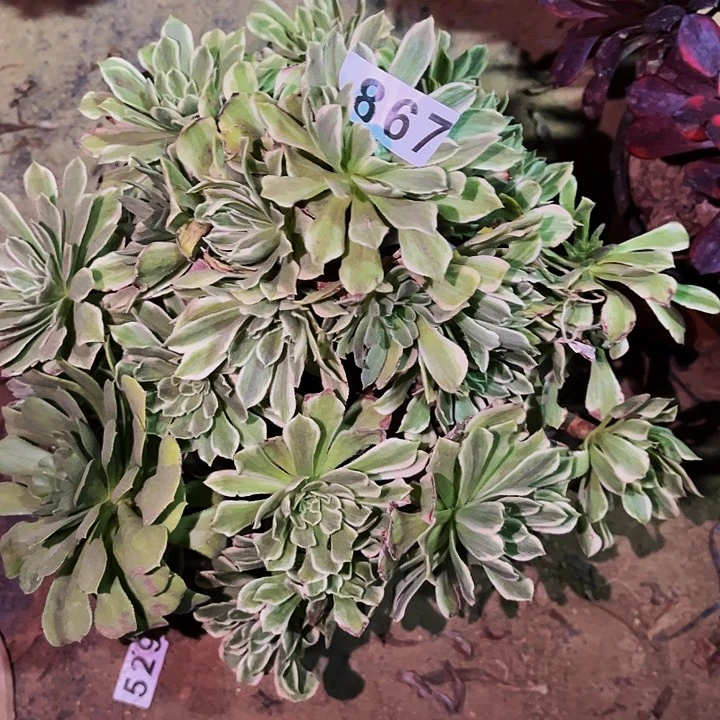 867碧浪多肉植物