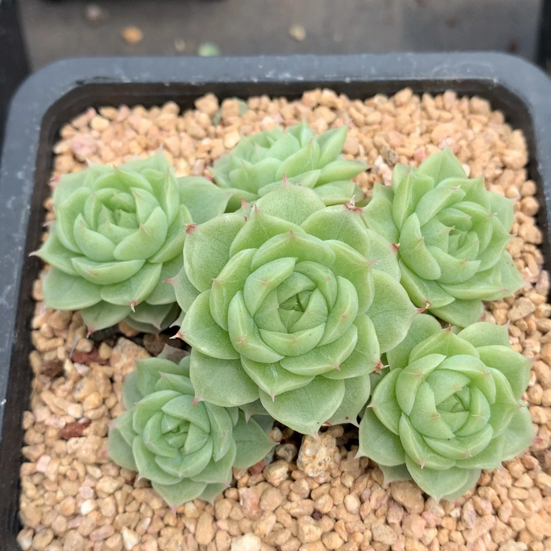 0605-58 麦杆优选