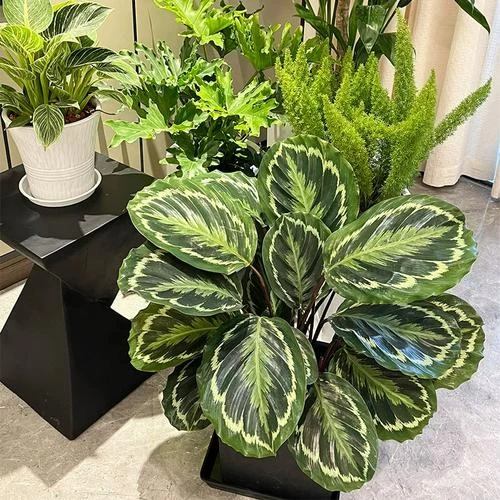 彩虹竹芋盆栽室内好养耐阴观叶植物净化空气四季常青