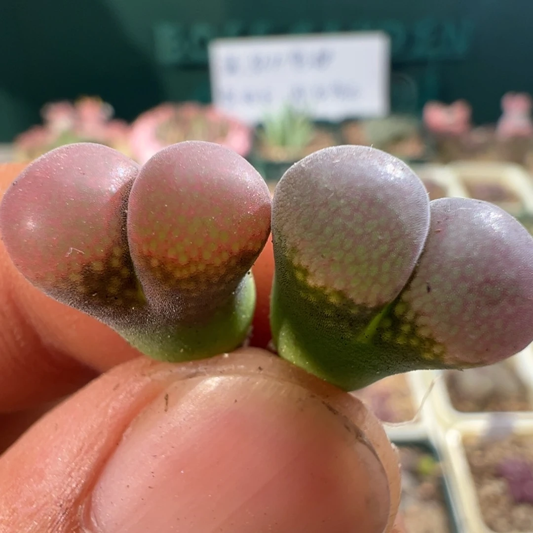 *****1240优选c10杂贝瑞两颗