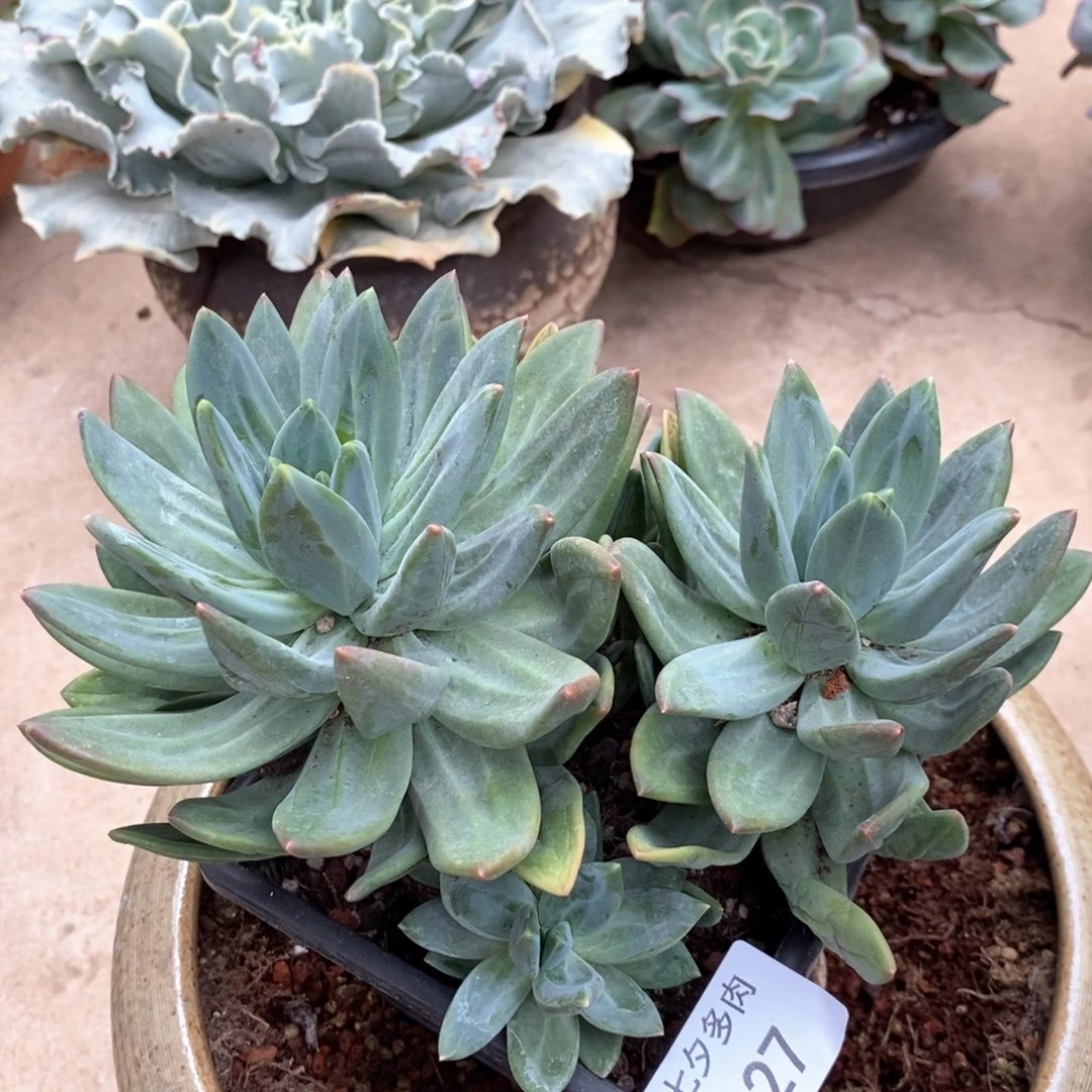 小七夕多肉海洋之歌27