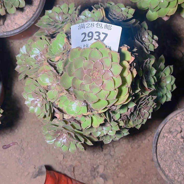 2937桃花是多肉植物