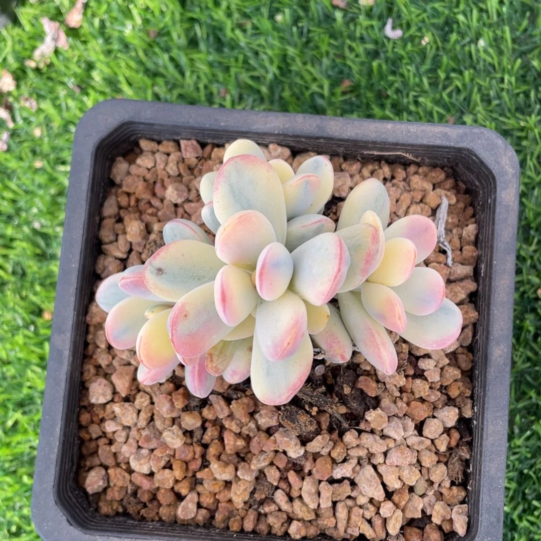 乒乓福娘锦多肉植物