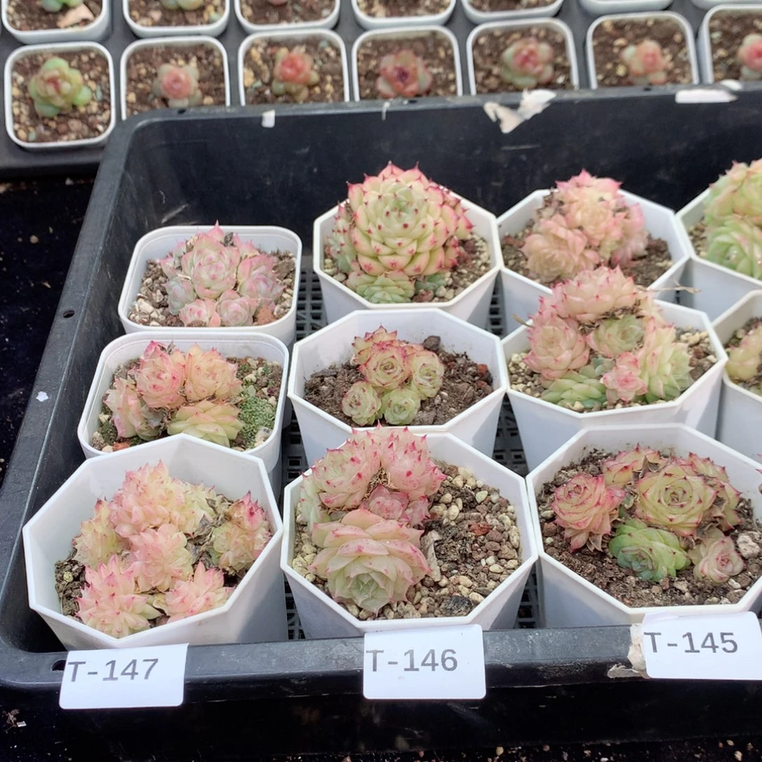 无花朵T147月英语英语