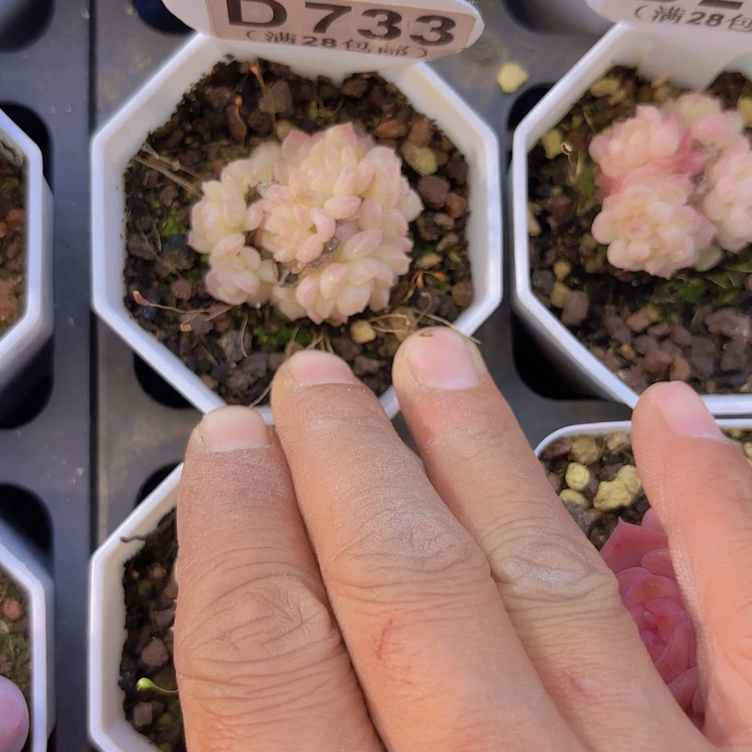 D733麦秆一物一拍