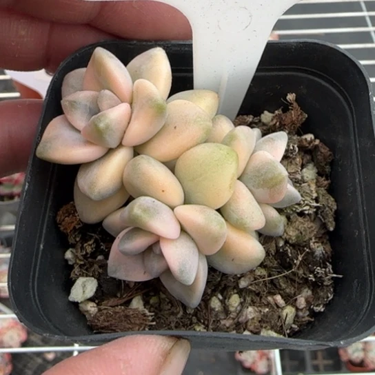 18美杏锦一物一拍多肉