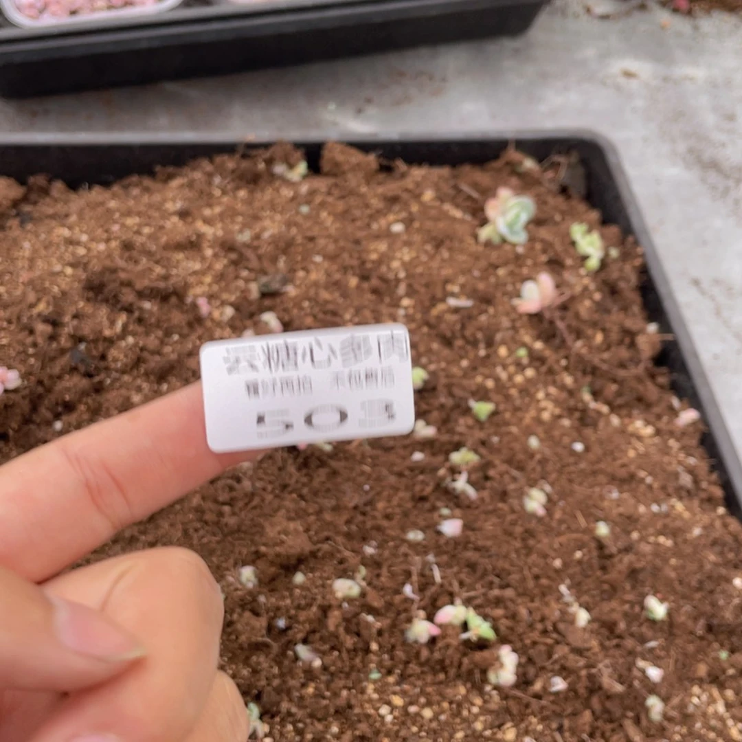 F****?云糖心多肉植物503