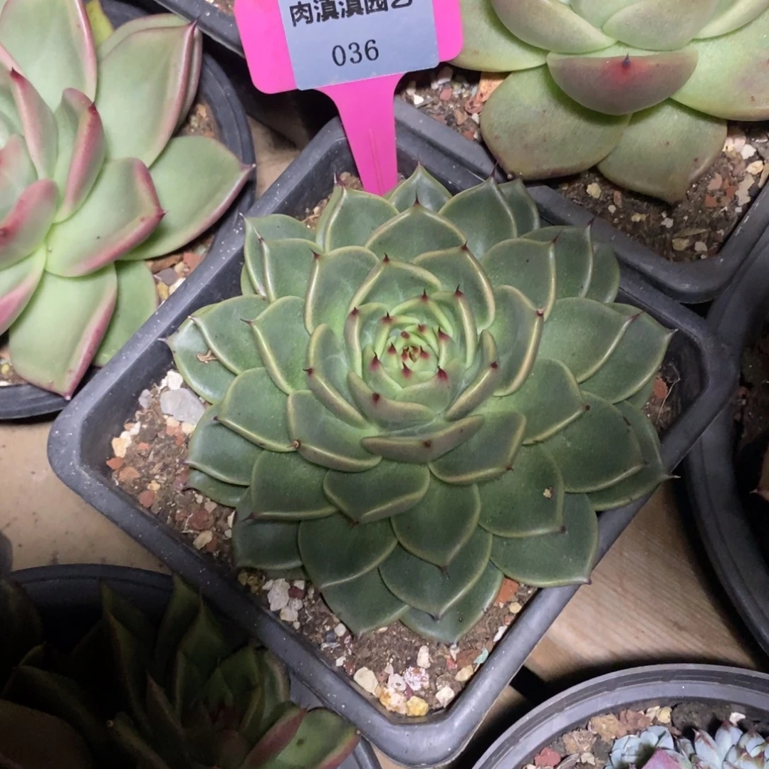 x036-多肉植物 东云