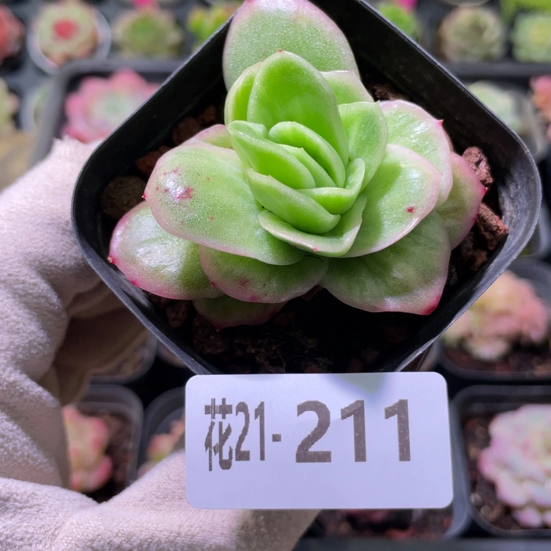 花利美21-211冰玫瑰