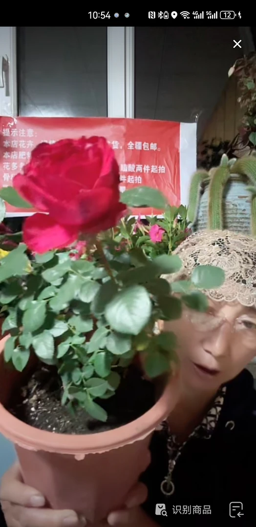 蔷薇一盆包邮到家