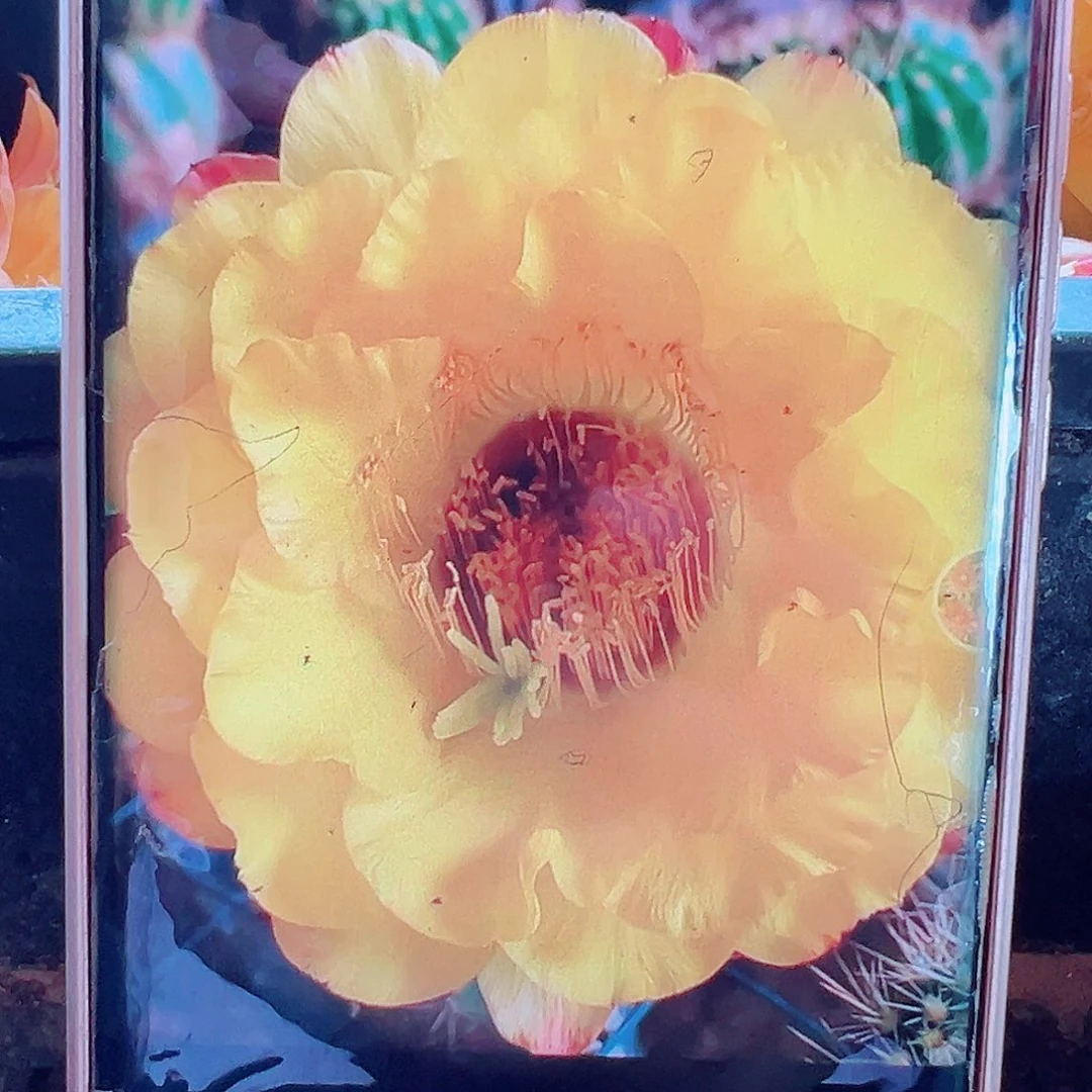毛花柱黄金酒杯侧芽 20 包邮